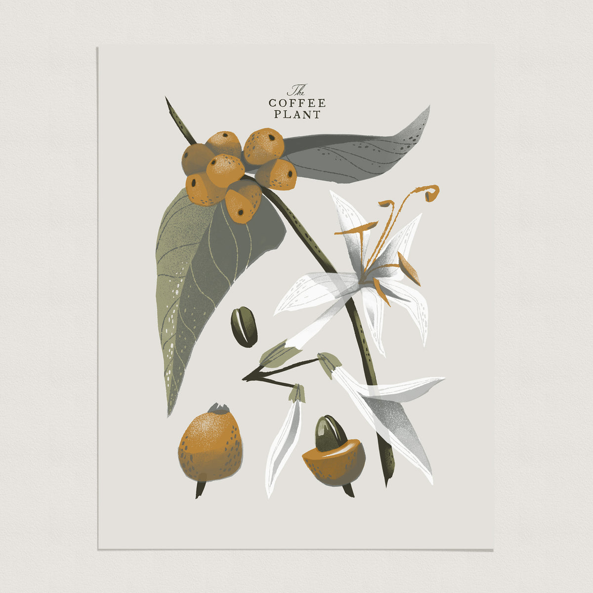 Coffee Plant 1 – Chris Turnham Illustration