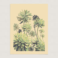 study of succulents Succulent Study 1
